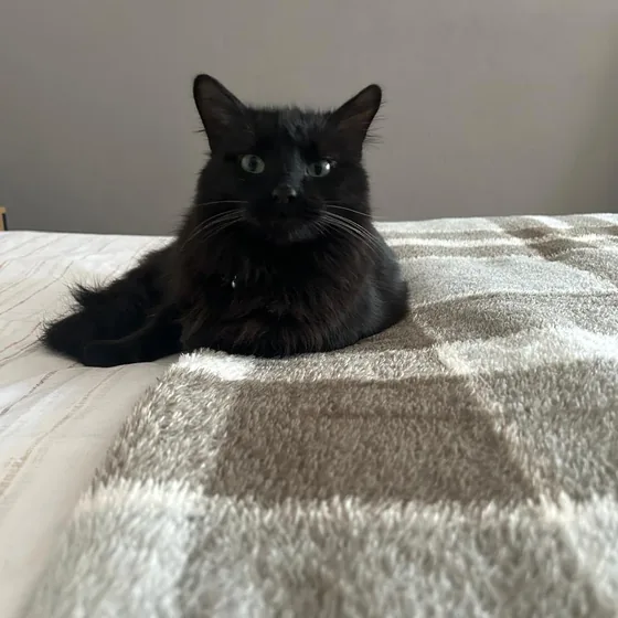 Source photo: a black cat lying on a bed